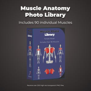 Könnte beinhalten: Eine digitale Produktbox mit der Aufschrift Muscle Anatomy Photo Library, die den Text Includes 90 individual Muscles und Muscle Photo Library Female Model Includes Over 80 Muscles sowie Abbildungen von Skeletten und roten Muskeln zeigt.