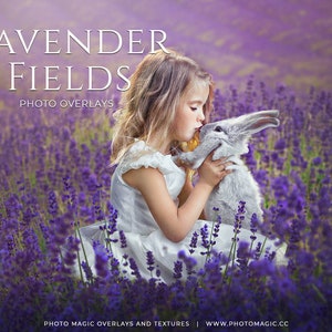 Lavender Field Pack- 46 Lavender Overlays and Lavender Field Backdrops for Creative Photography