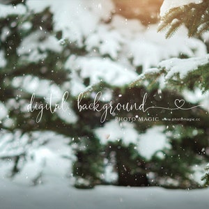 Sugar Pines Digital Photography Contexte- Snowy Pine Tree Christmas Card Backdrop Fine Art Photography