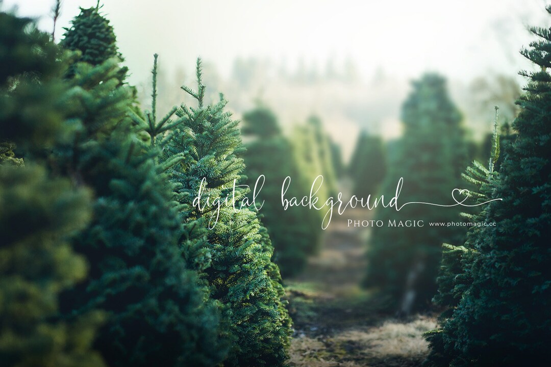 Tree Farm Digital Photography Background Pine Christmas Tree Fine Art