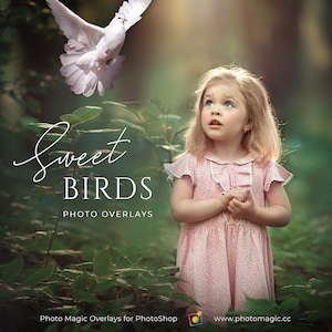 Sweet Birds- 20 Digital Photo PNG Overlays Doves, Finches, Cardinals, Robins for Photographers