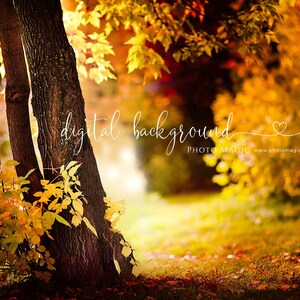 Fall Wonder- Autumn Fall Forest Tree Fall Leaves Photo Background for Fine Art Photography
