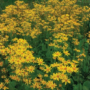 May include: A vibrant field of yellow wildflowers with dark green foliage. The flowers have multiple yellow petals and dark centers, creating a sunny and cheerful scene. The image captures a natural, outdoor setting.
