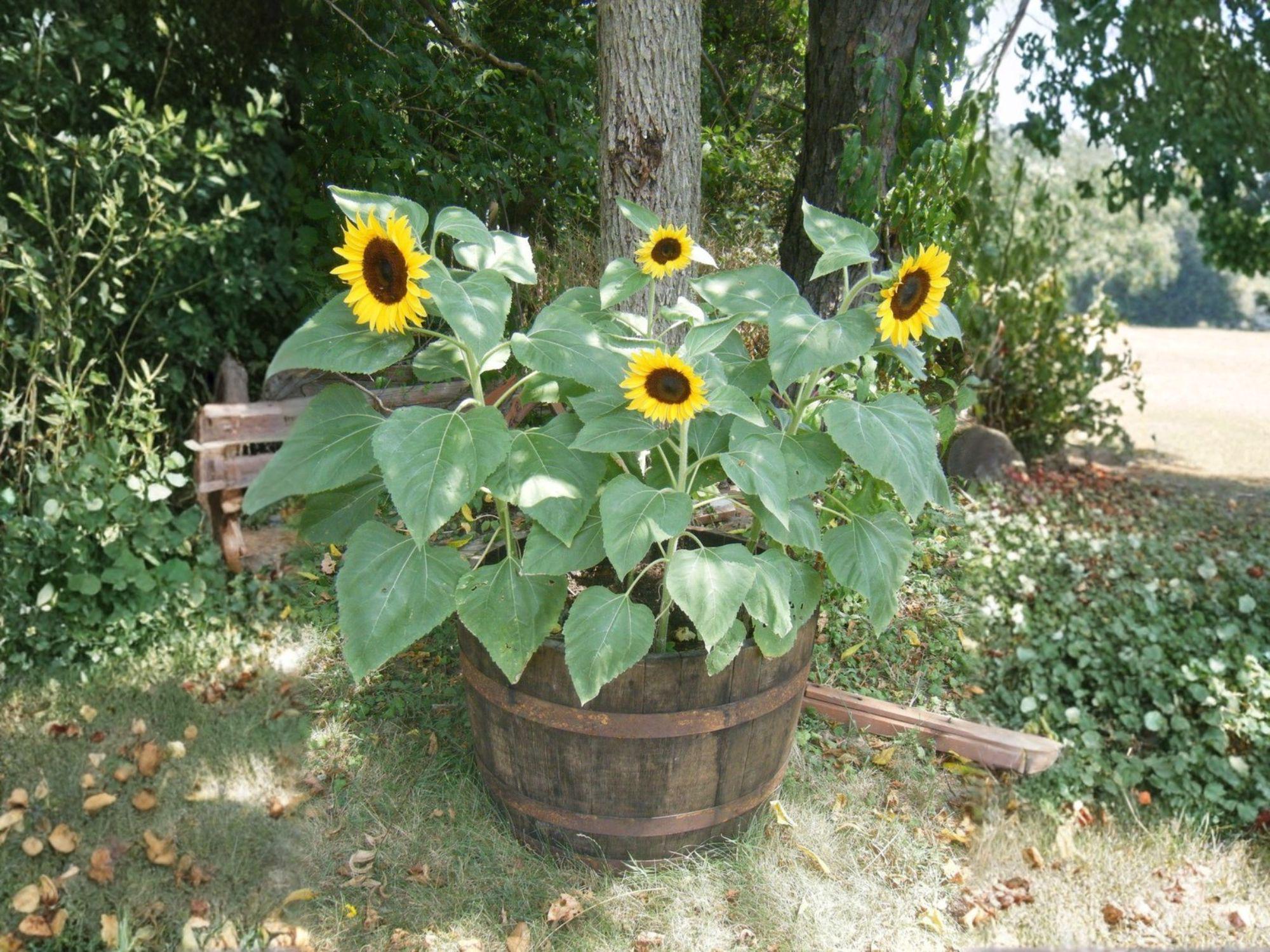 Sunspot Sunflower Dwarf Flower – 15 Seeds - Etsy