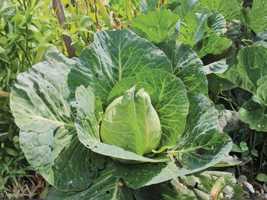 Early Jersey Wakefield Cabbage (500 Seeds) | Heirloom Vegetable - Etsy