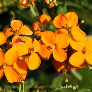 May include: Close-up of vibrant orange flowers with four petals each. The flowers are in full bloom, with a cluster of blossoms in the foreground and a blurred green background. The petals have a smooth texture.