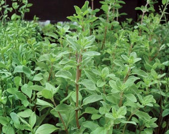 500 Seeds Sweet Marjoram | Culinary Herb | Origanum majorana