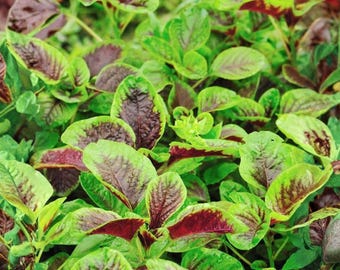 Edible Amaranth Red Stripe Leaf (500 Seeds) | Red Beauty Tricolor | Heirloom Leafy Greens