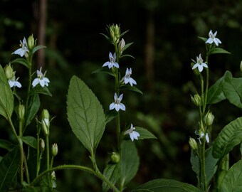 indian tobacco seeds for sale Lobelia inflata (Indian Tobacco) [50 Seeds] This Virginian type has good uniformity producing dark cigar and pipe tobacco. Tobacco Seed Bundle