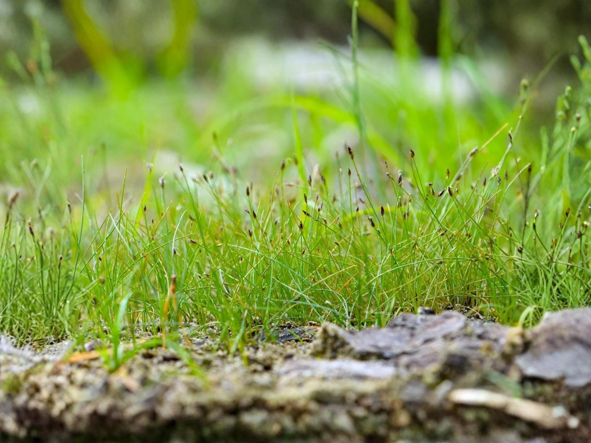 Spike Rush Eleocharis Acicularis Native Aquatic Grass - 100 Seeds