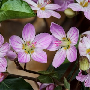 May include: Close-up of delicate pink and white flowers with striped petals and yellow centers. The flowers are in full bloom, surrounded by green leaves and buds, creating a vibrant floral display.