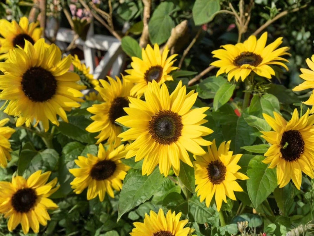 Sunspot Sunflower Dwarf Flower | Helianthus Annuus – 15 Seeds - Etsy