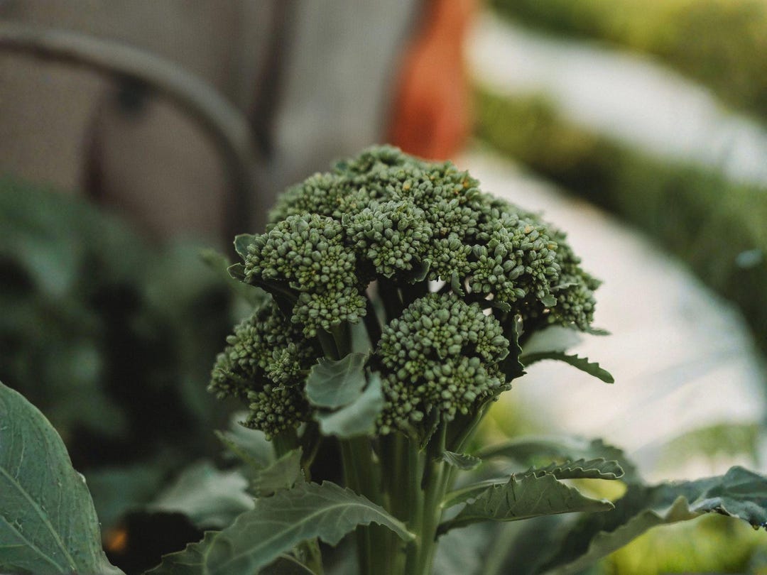 Broccoli Green Sprouting Calabrese (500 Seeds) | Heirloom Italian ...