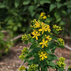 May include: Close-up of a flowering plant with vibrant yellow blossoms and green leaves. The flowers have five petals and are clustered together. The background is blurred, with more green foliage.