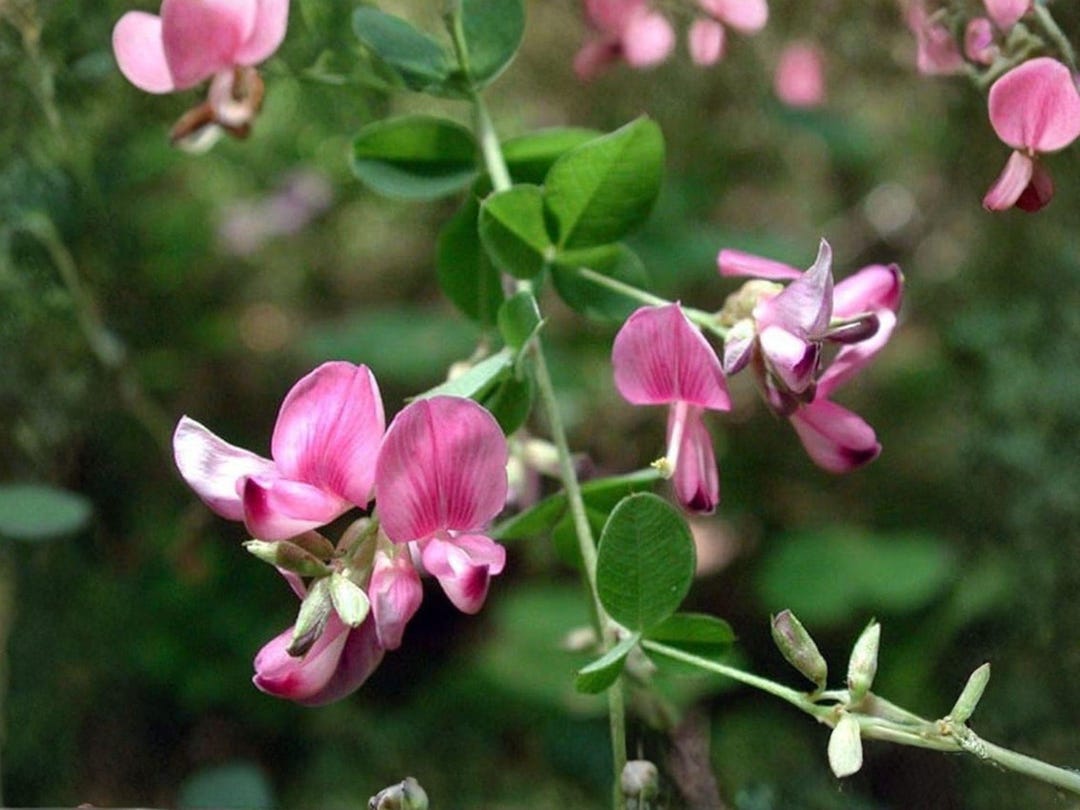 Korean Lespedeza Flower Kummerowia Stipulacea 100 Seeds Etsy