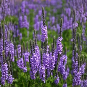 May include: A field of purple flowers with tall, slender stalks and dense clusters of small blossoms. The flowers are a vibrant shade of purple, contrasting with the green foliage. The image captures a natural, floral scene.