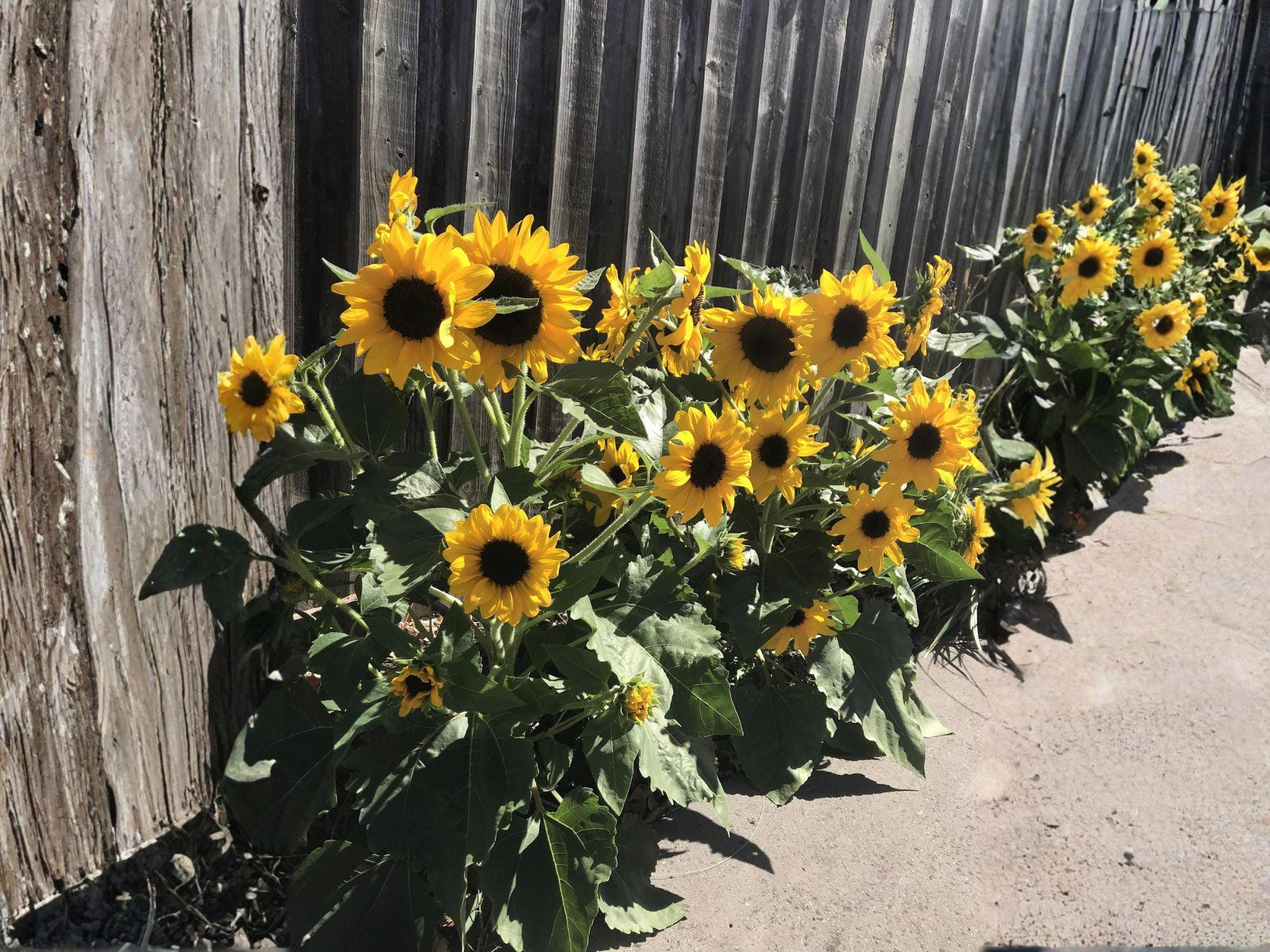 Sunspot Sunflower Dwarf Flower – 15 Seeds - Etsy