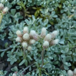 May include: Close-up of a plant with small, light green leaves and clusters of white and pink flower buds. The plant has a soft, textured appearance, with a blurred background of similar foliage.