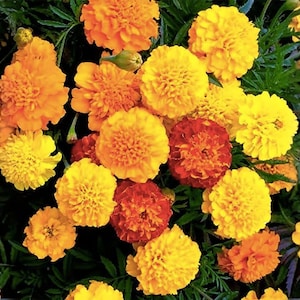 May include: A vibrant collection of marigold flowers in shades of yellow, orange, and red. The flowers are in full bloom, with dense, layered petals. Green foliage provides a backdrop for the colorful blooms.