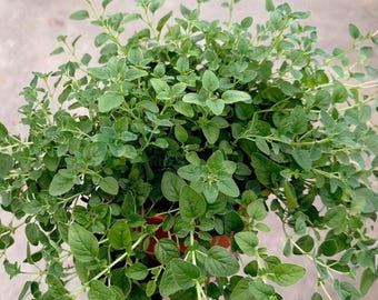 Italian Oregano (100 Seeds) - True Oregano Herb - Perennial Culinary Plant