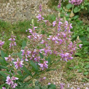 May include: Close-up of a cluster of purple flowers with green leaves. The flowers are small and clustered along the stems. The background is a mix of green foliage and small pebbles.