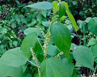 May include: Close-up of a plant with large, bright green leaves and small, white flower clusters. The leaves have prominent veins and a slightly textured surface. The background is filled with other green foliage, creating a natural, outdoor scene.