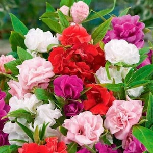 Puede incluir: Un vibrante ramo de flores coloridas, con una mezcla de flores rojas, rosas, blancas y magenta. Las flores tienen múltiples capas de pétalos y están rodeadas de hojas verdes, creando un arreglo exuberante y texturizado.