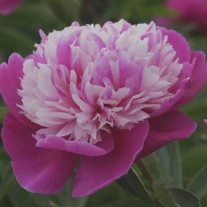 May include: Close-up of a vibrant peony flower with layered petals. The outer petals are a deep magenta, transitioning to a white and pink center. Green foliage provides a natural backdrop, highlighting the flower's beauty.