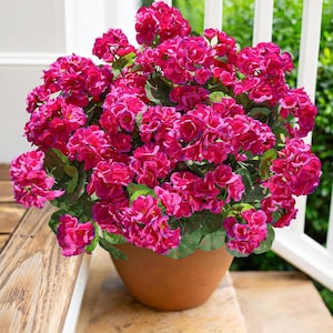 May include: A terracotta-colored pot overflowing with vibrant pink geraniums. The flowers have multiple layers of petals and are surrounded by green leaves. The pot is sitting on a wooden surface.