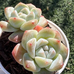 Echeveria Ice Jade - Etsy