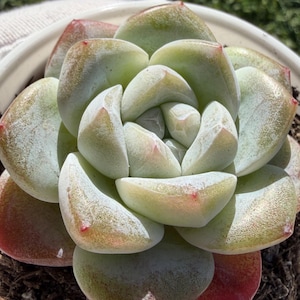 May include: A close-up of a succulent plant with pale green, fleshy leaves tinged with red at the tips. The plant is in a white ceramic pot, set against a backdrop of green grass. The leaves are arranged in a rosette pattern.