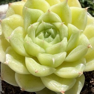 Pineapple Succulent - Etsy