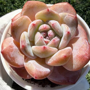 aeonium succulent Aeonium Black Rose – Plants Express