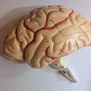 May include: A tan anatomical brain model with red veins and numbered labels. The model is a detailed representation of the human brain, showcasing its various lobes and structures. The brain model is a useful educational tool.