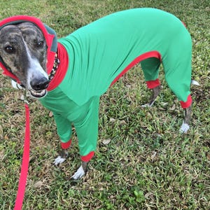 May include: A greyhound dog wearing a green jumpsuit with red trim and a matching hood. The dog is on a leash and standing on grass. The jumpsuit covers the dog's entire body, including its legs.