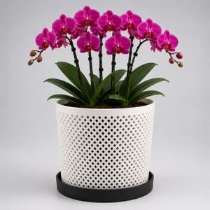 May include: A vibrant magenta phalaenopsis orchid plant with multiple blooming flowers and buds, supported by thin black stakes. The plant is potted in a white cylindrical container featuring a diamond-shaped lattice pattern, resting on a black saucer.