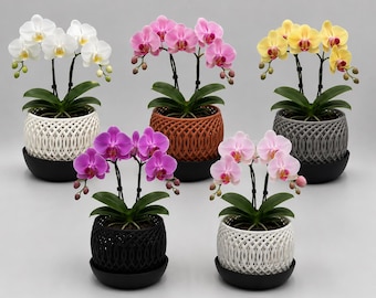 May include: An assortment of potted orchids in full bloom. The flowers display a range of colors, including white, pink, purple, and yellow. Each orchid is planted in a decorative, woven-patterned pot, sitting on a black saucer.