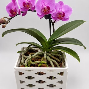Medium 3D Printed Orchid Basket | Ventilated Grow Pot for Healthy Roots