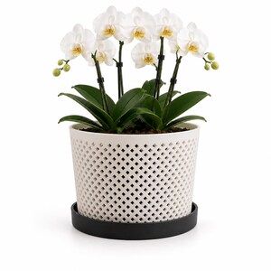 May include: A potted Phalaenopsis orchid with multiple white flowers featuring yellow centers, supported by thin black stakes. The plant is housed in a white cylindrical pot with a diamond-shaped lattice pattern, resting on a solid black circular saucer.