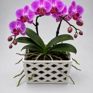 May include: A vibrant purple orchid plant in a white square pot with a diamond pattern. The orchid has multiple blooms and buds, with green leaves and exposed roots. The background is a solid light gray.