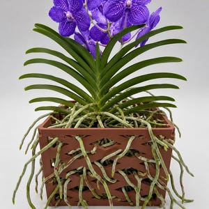 May include: A vibrant purple orchid plant in a square, brown, lattice-design pot. The orchid features multiple blooms with speckled patterns, long green leaves, and exposed roots. The pot sits against a plain white background.