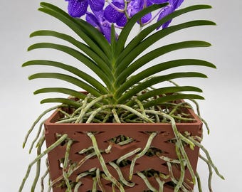 Large 3D Printed Orchid Basket | Ventilated Grow Pot for Healthy Roots