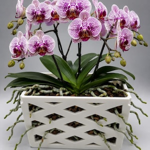 May include: A Phalaenopsis orchid plant with white and purple speckled petals and a dark purple center, potted in a white rectangular ceramic planter with a lattice cutout design. The plant features long green leaves and exposed gray roots.