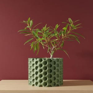 May include: A green, cylindrical planter with a honeycomb pattern contains a small plant with green leaves. The planter is on a light-coloured wooden surface against a deep red background. The plant's leaves are a vibrant green.