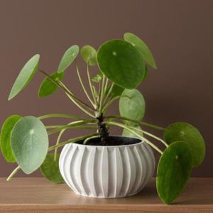 The Alden Planter Pot | 3" 4" 5" 6" 7" Inch Opening Size | Eco-Friendly | House Plants | Succulent Cactus Monstera Plants