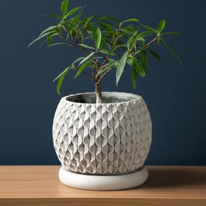 Peut inclure: Une petite plante verte dans un pot en céramique blanc cassé texturé avec une soucoupe assortie. Le pot présente un motif répétitif en forme de vagues. La plante a de longues feuilles vertes et une tige brune.