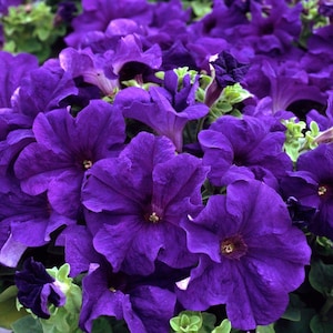 May include: A dense cluster of vibrant deep purple petunia flowers with soft, ruffled petals and small, light green leaves visible between the blooms. The flowers feature a funnel-shaped structure with a darker center and delicate veining.