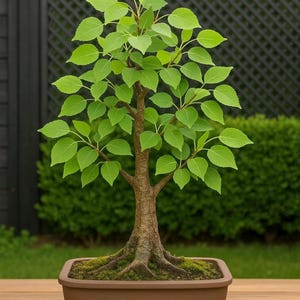 May include: A small bonsai tree with bright green leaves and a brown trunk. The tree is planted in a brown rectangular pot filled with moss. The background includes a wooden table, a dark fence, and green foliage.