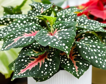 2 bulbos de Caladium Gingerland, planta de interior que tolera poca luz y tiene hojas moteadas.
