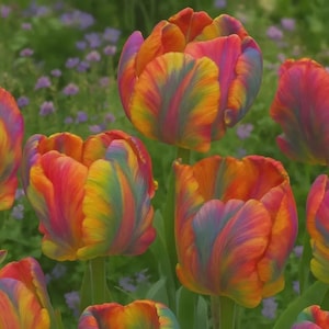 10 Stück Regenbogen Papagei Tulpen Blumenzwiebeln, einfach zu züchtende mehrjährige Blumen